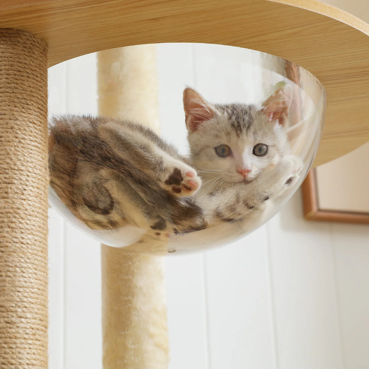 Multi-Level Cat Tree Collection